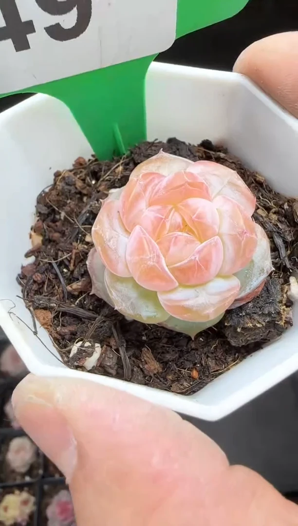 【闪购商品】一物一拍0213—49