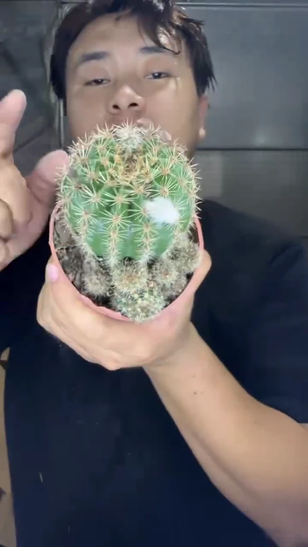 6颗 实生根 席克氏彩草 4-6cm