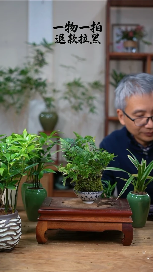 完全开放p**鹏狼尾蕨116