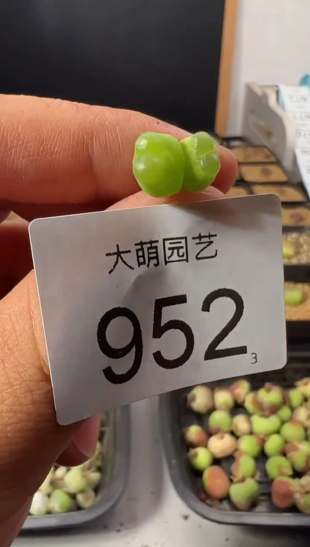 一物一拍             952