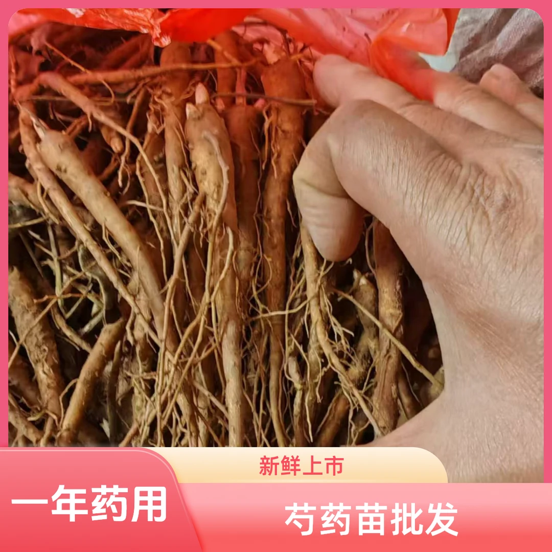 赤芍乌拉草苗药苗单瓣芍药花苗草药带芽发货一年生精品赤芍种苗