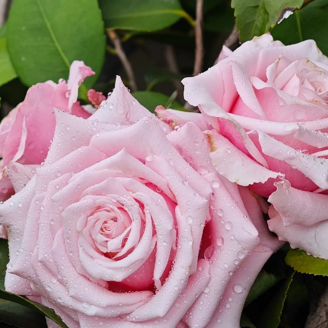 珍珠项链月季花苗灌木大花切花玫瑰直立勤花抗病多季
