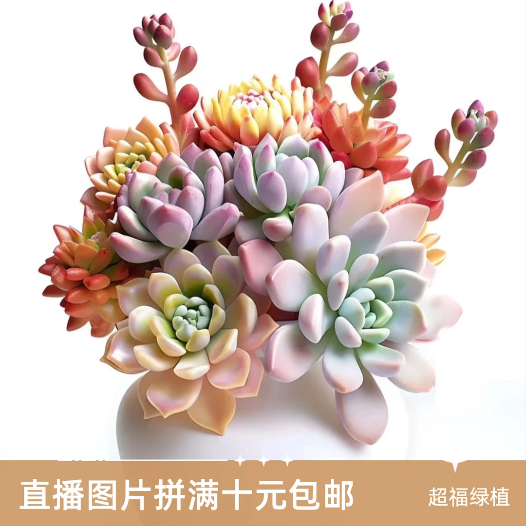 鹏哥多肉植物1号链拼满10元包邮接阳台露台办公室绿植植