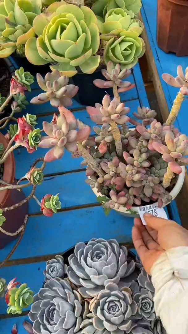 【闪购商品】1378苹果奶