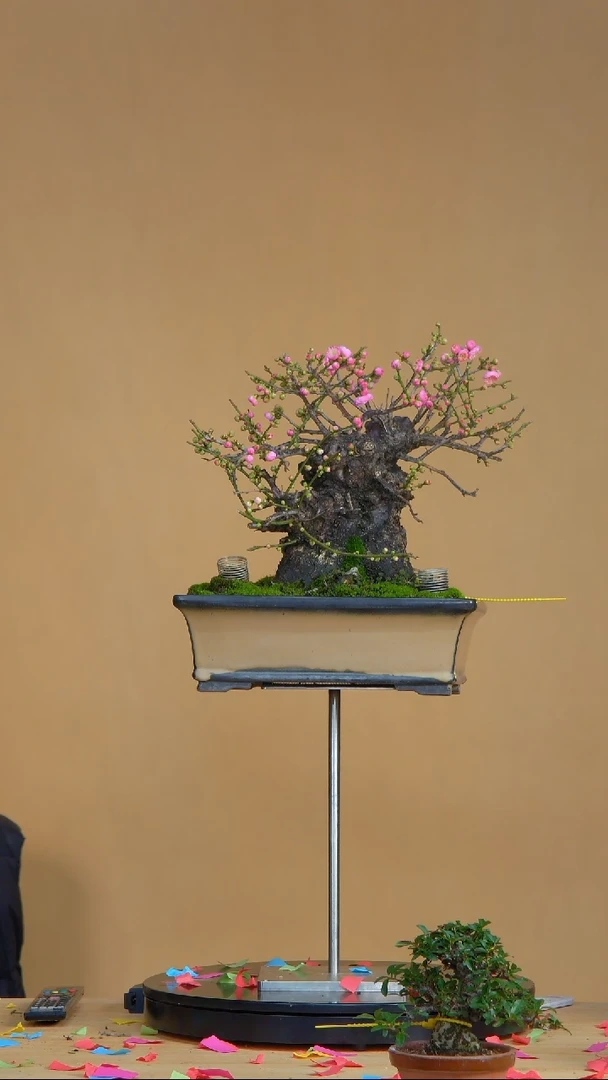 【闪购商品】盆景10172