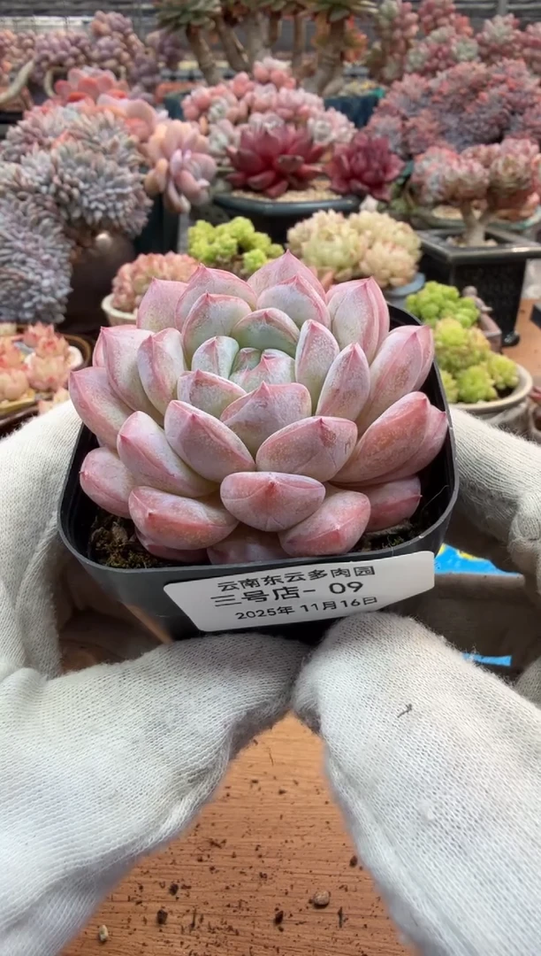东云多肉园三号店-09