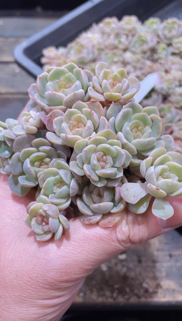 【闪购商品】025融晶量拍1盒