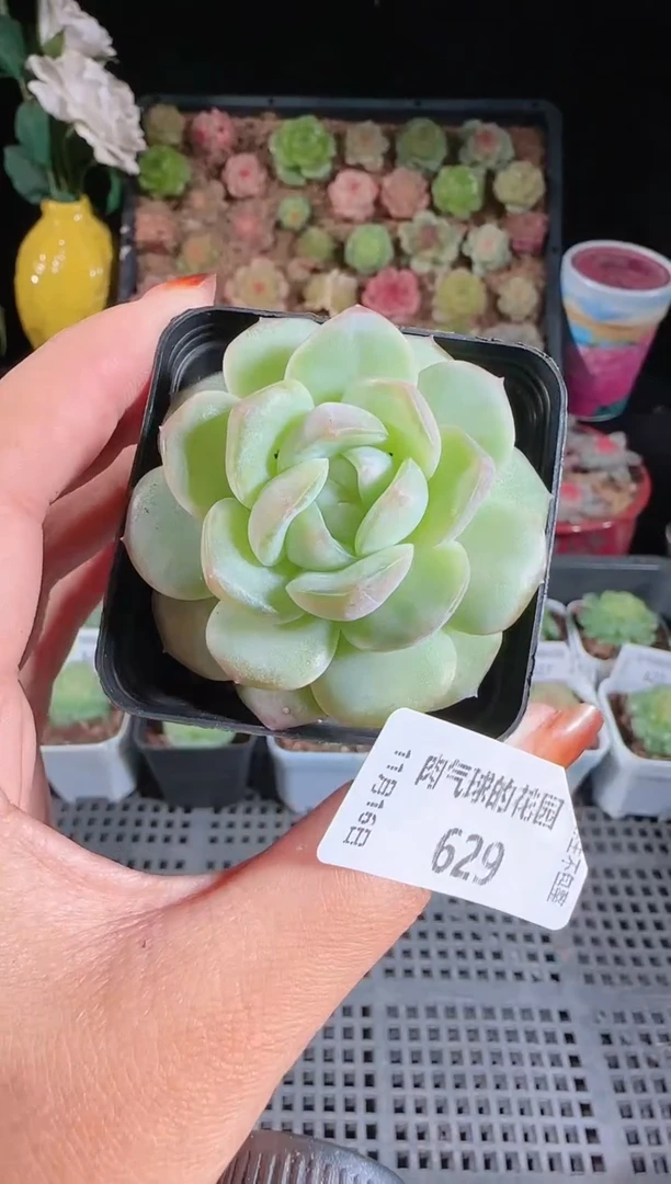 1116-629西江月群生不包整