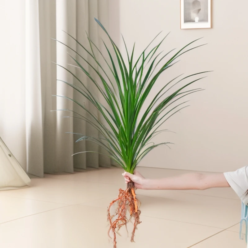 龙血树水培植物龙须树绿植盆栽客厅办公室内四季常青盆景80-90cm