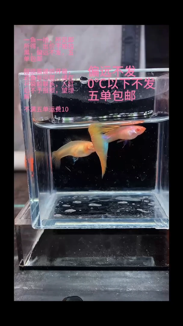 孔雀鱼孔雀鱼 17