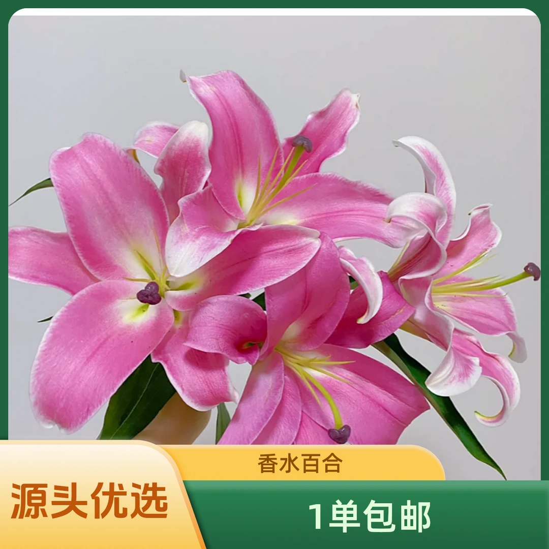 1单 包邮  【粉色香水百合13-16花苞】云南源头基地直发