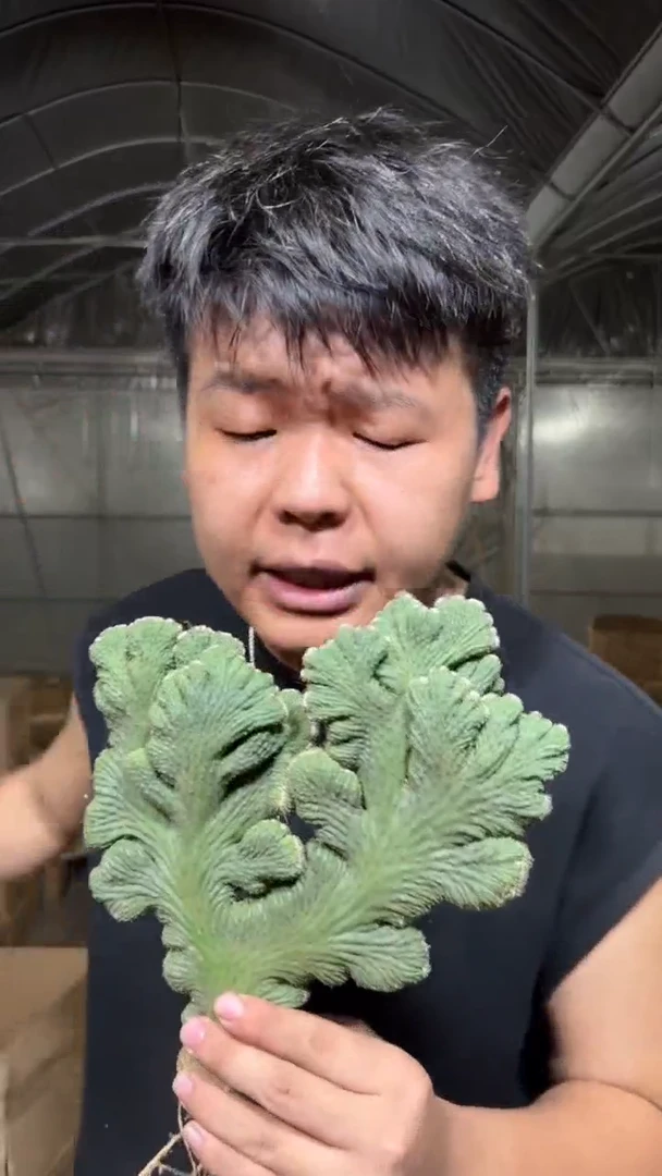 大号 五指山【带根】