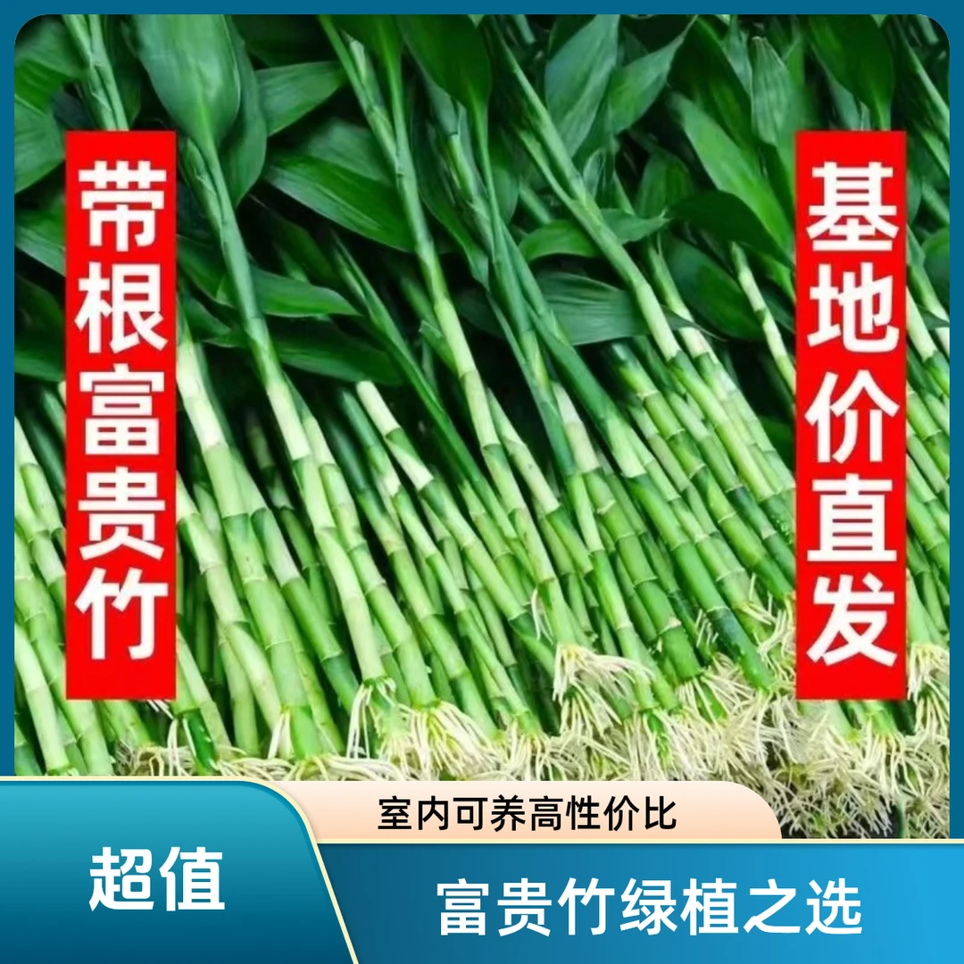 【新品|带根更好养】带根富贵竹水培土培花卉绿植节节高升好养净化