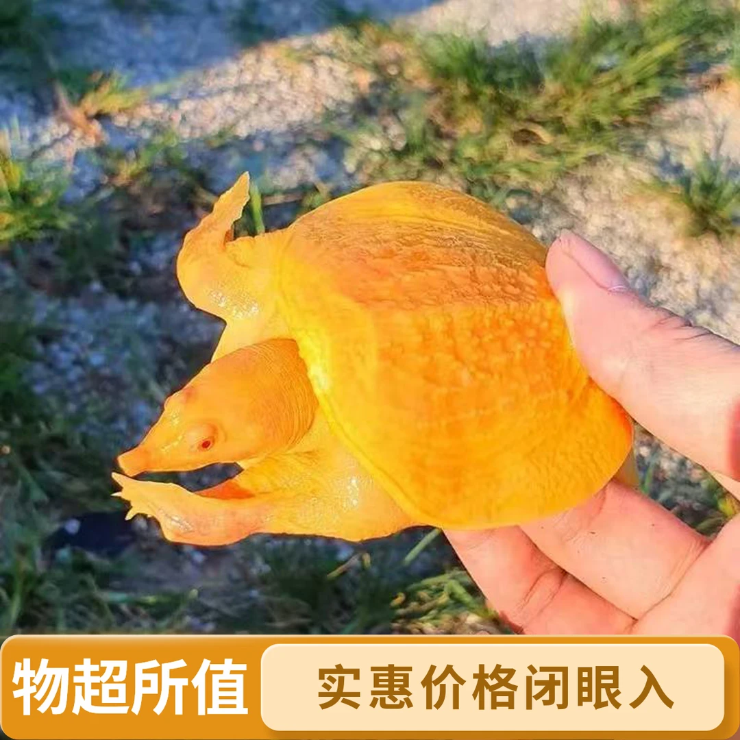 中秋好物中秋佳节团圆农家补充营养味道鲜美高活性高端品质甲鱼