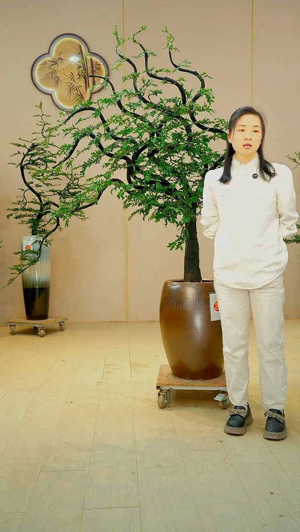 以实际为准用****0【广东小叶紫檀】落地高端盆景绿植四季常青常绿