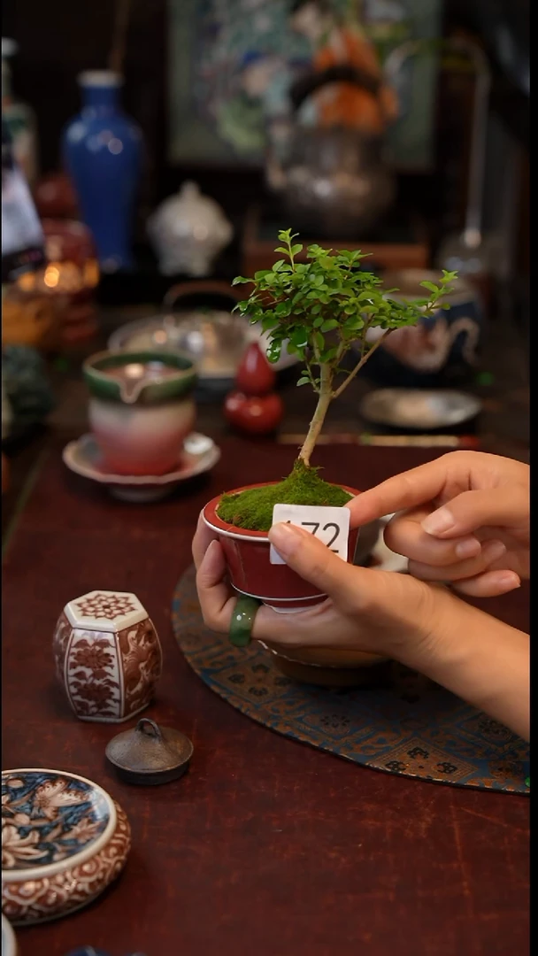 植物172  景德镇陶瓷福利款