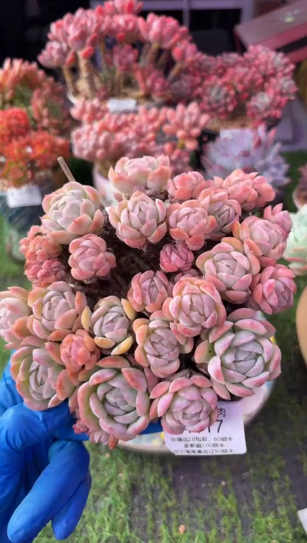 昆明印象多肉4117