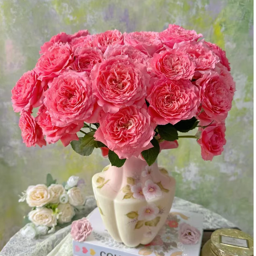 珊瑚果冻多头玫瑰-家养鲜花云南基地直发-任意两单包邮