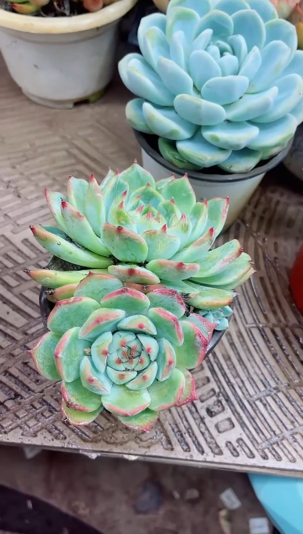 大**子18018多肉植物一物一拍