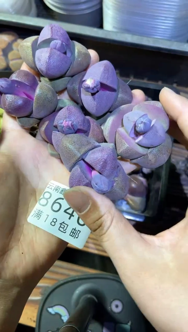 【闪购商品】8640特价紫帝玉发货1颗量拍