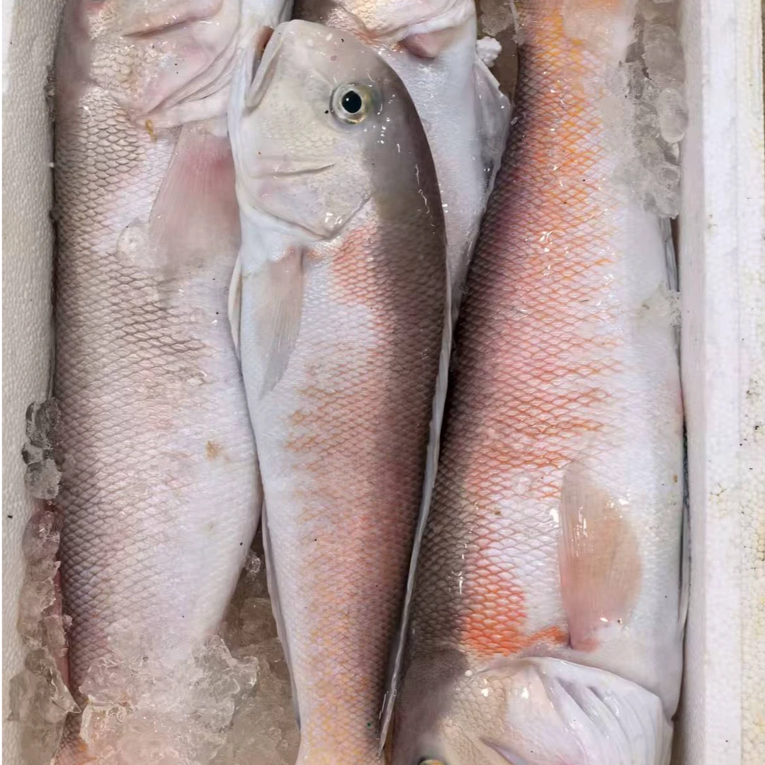 马头鱼【直播现称】 新鲜现称，冷运到家