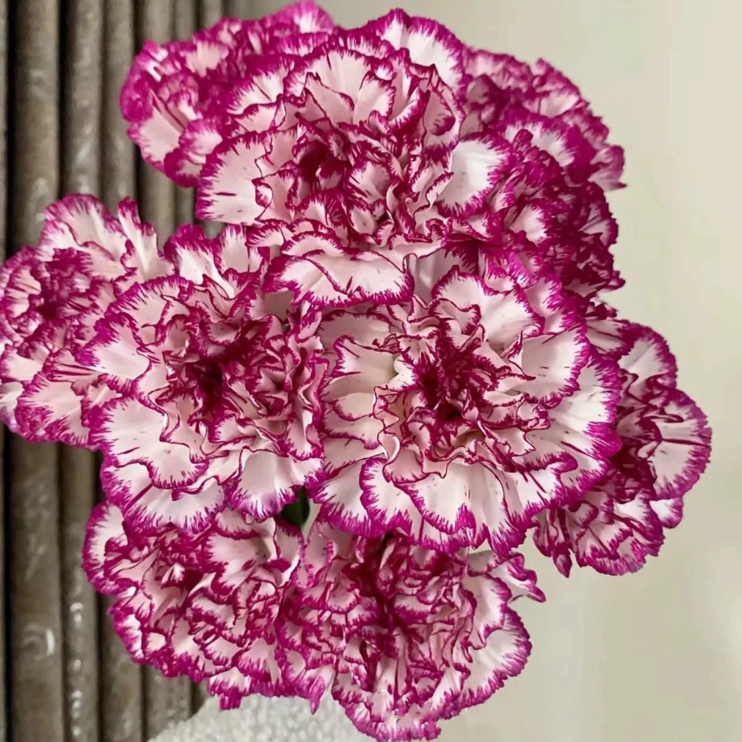 紫边康乃馨 云南鲜花 基地直发