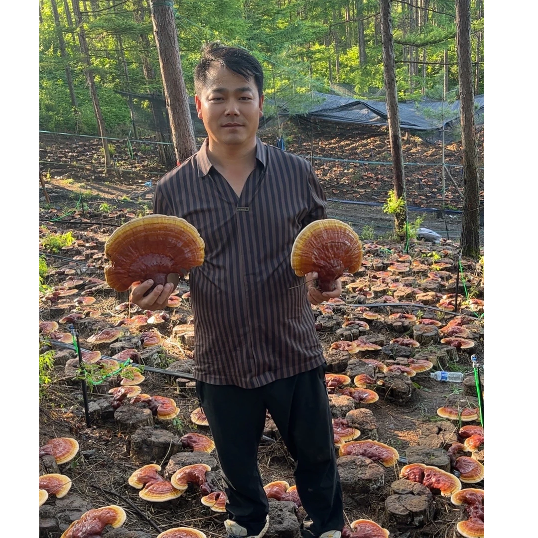 泡酒专用长白山松杉灵芝（干品）送一小包同款灵芝切片