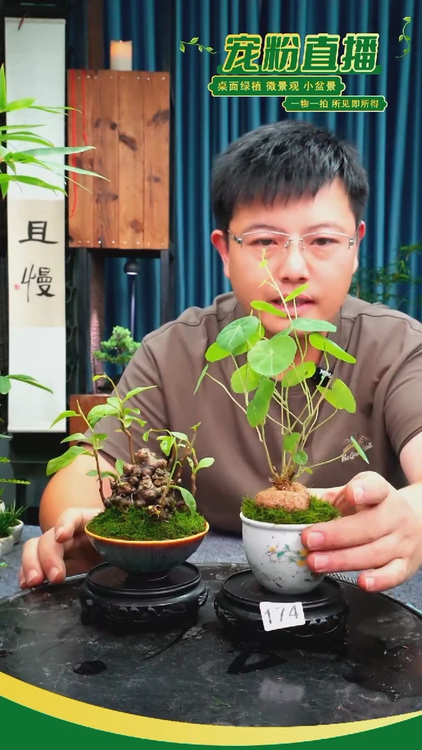 无花朵兮*?苔藓微景观174号