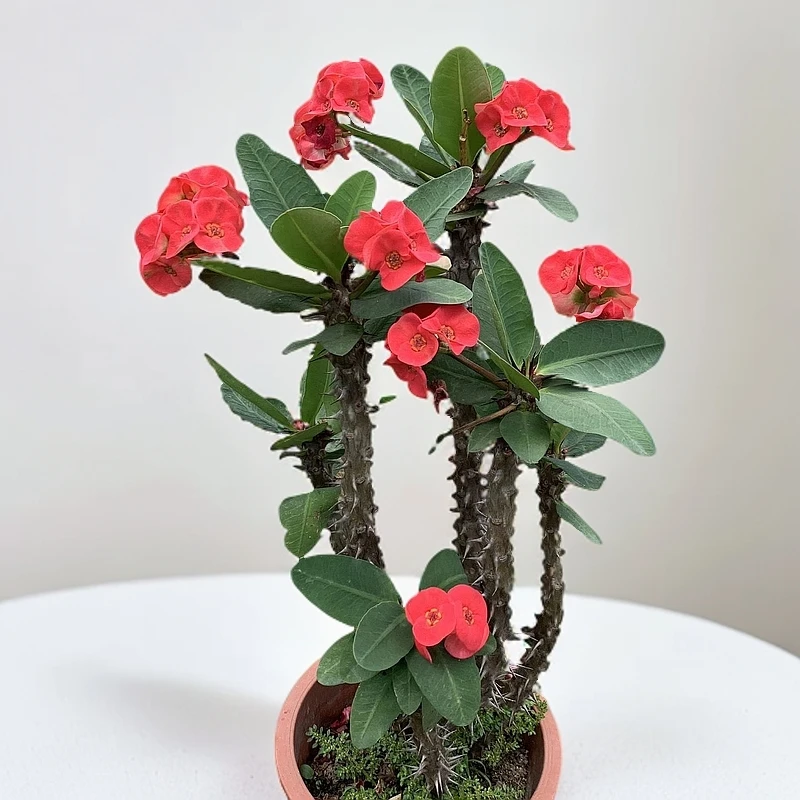 大叶虎刺梅盆栽铁海棠红色老桩多季开花室内庭院花卉杜鹃花榕树