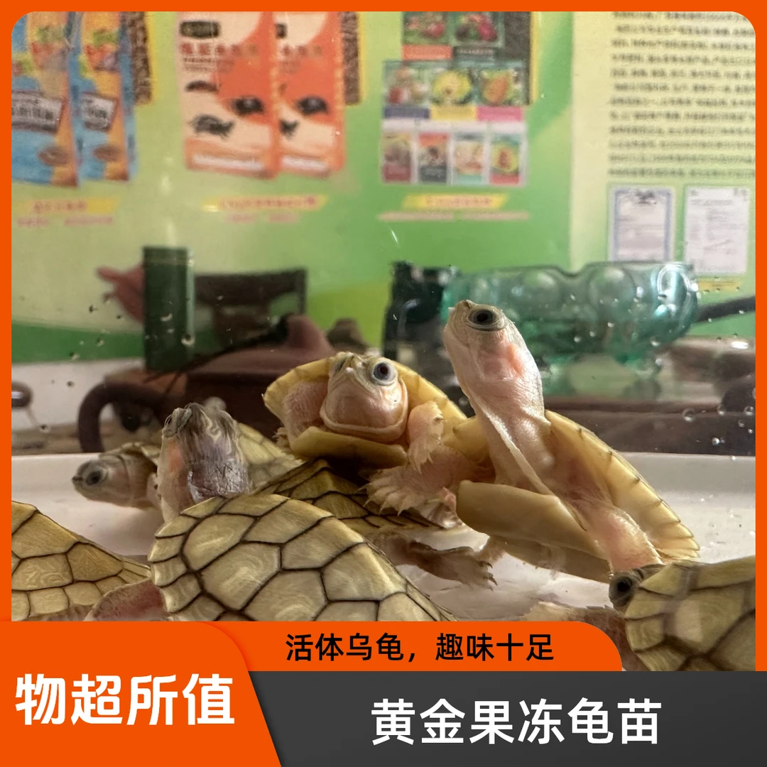 黄金果冻龟苗招财龟活体宠物观赏小乌龟巴西龟活体萌宠