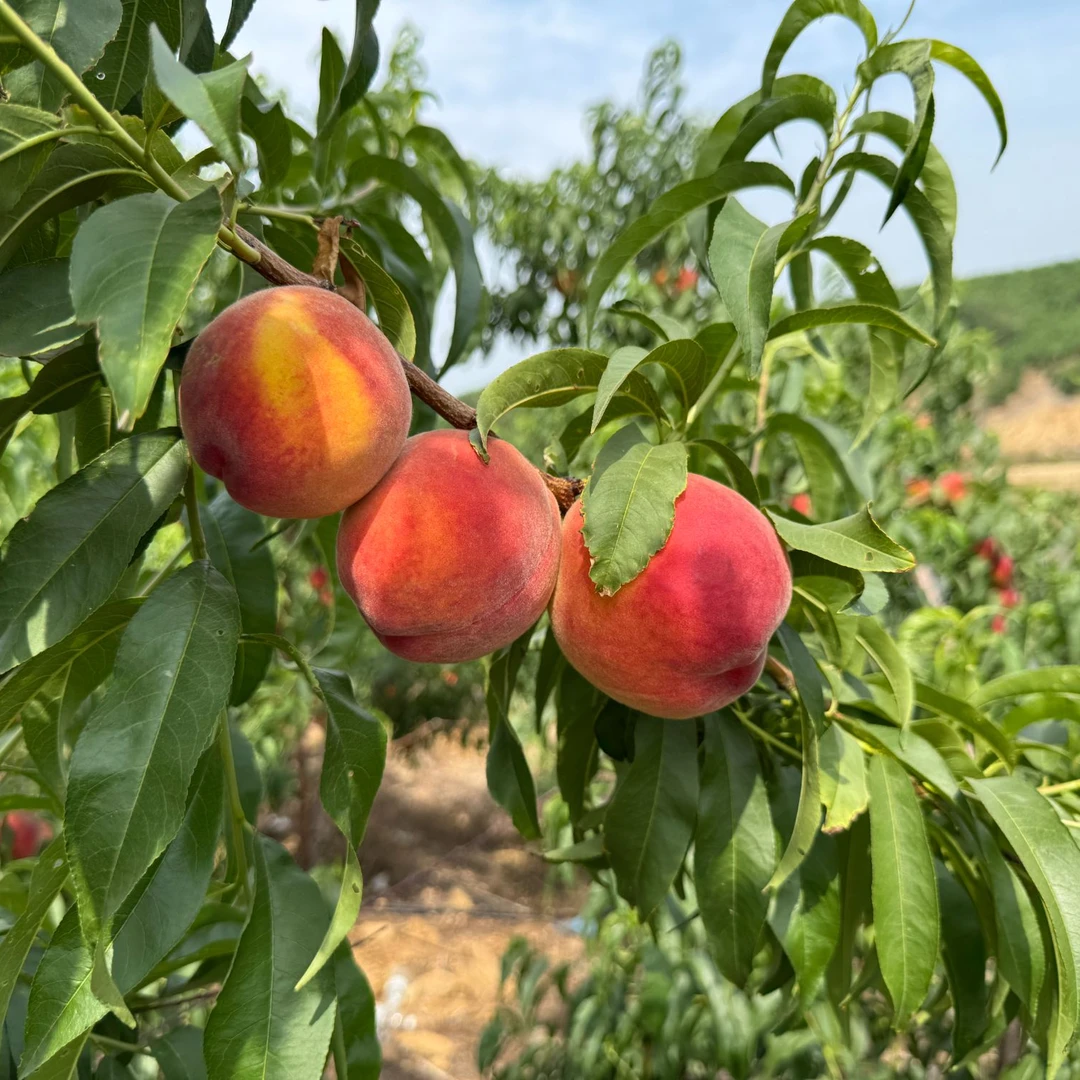 【果乐多】珍珠蜜桃新鲜应季桃子脆甜多汁软甜水蜜桃净重4.5斤