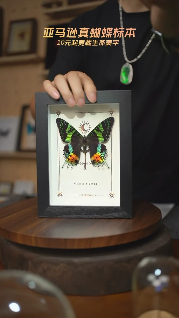 太阳蛾图腾款7寸竖框