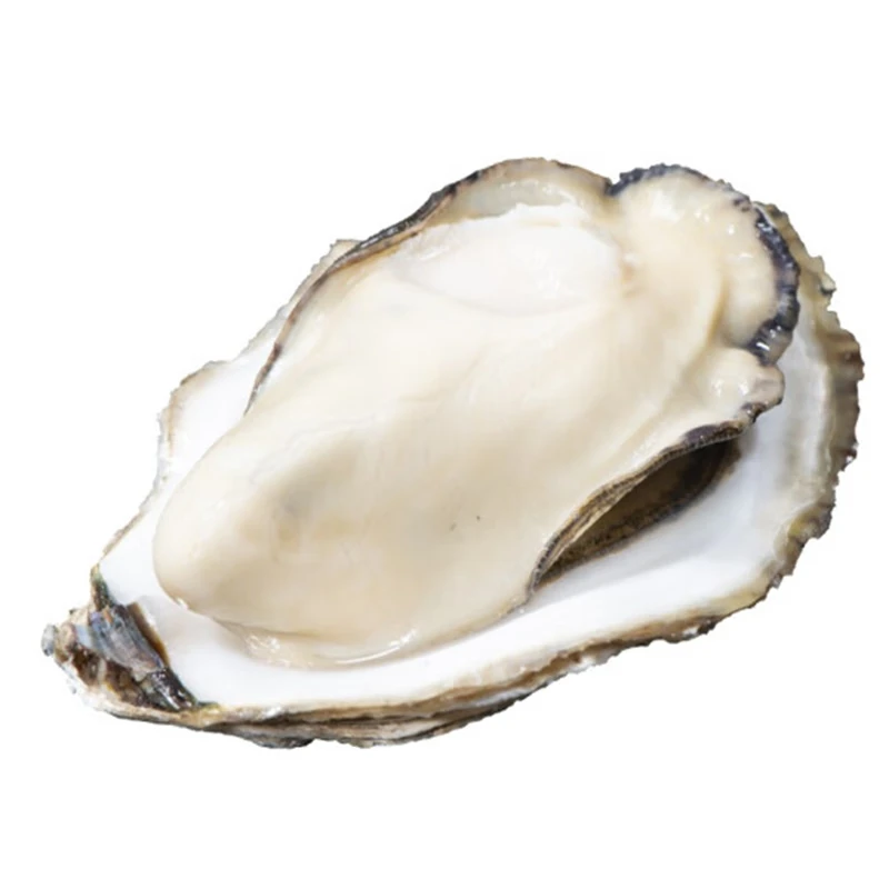 【西北老黄海鲜】精选鲜活肥美鲜活生蚝4两规格鲜嫩水产到手4斤