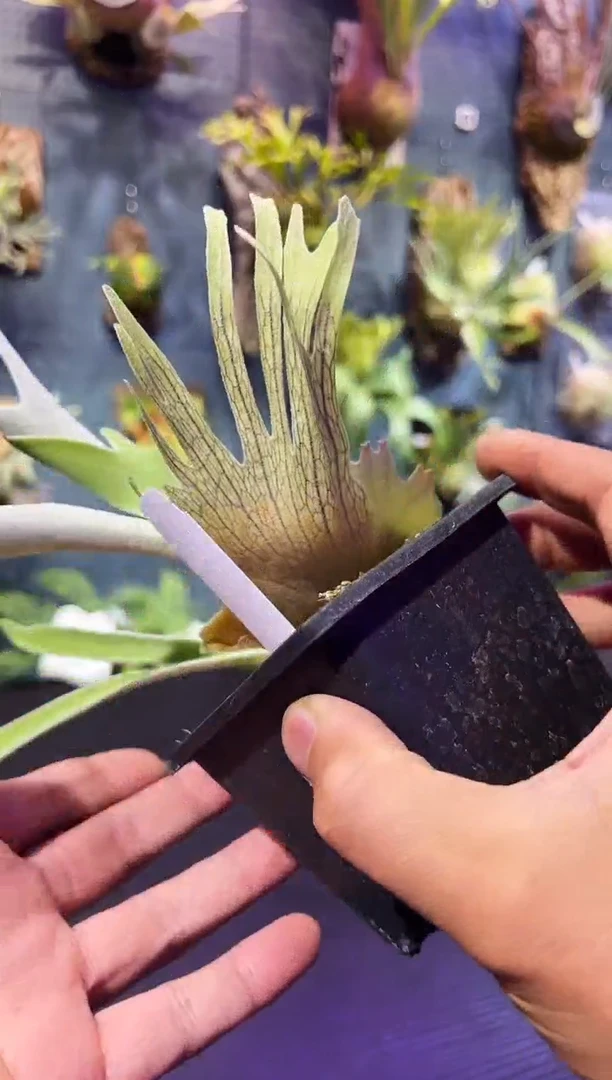 完全开放福利杯苗编号57 AR