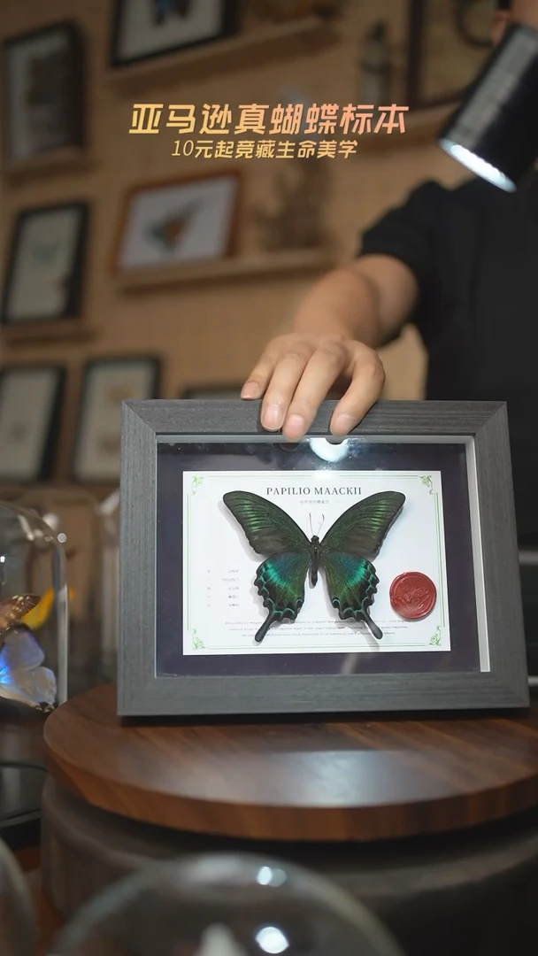 有机玻璃绿带翠凤蝶夏型国风版