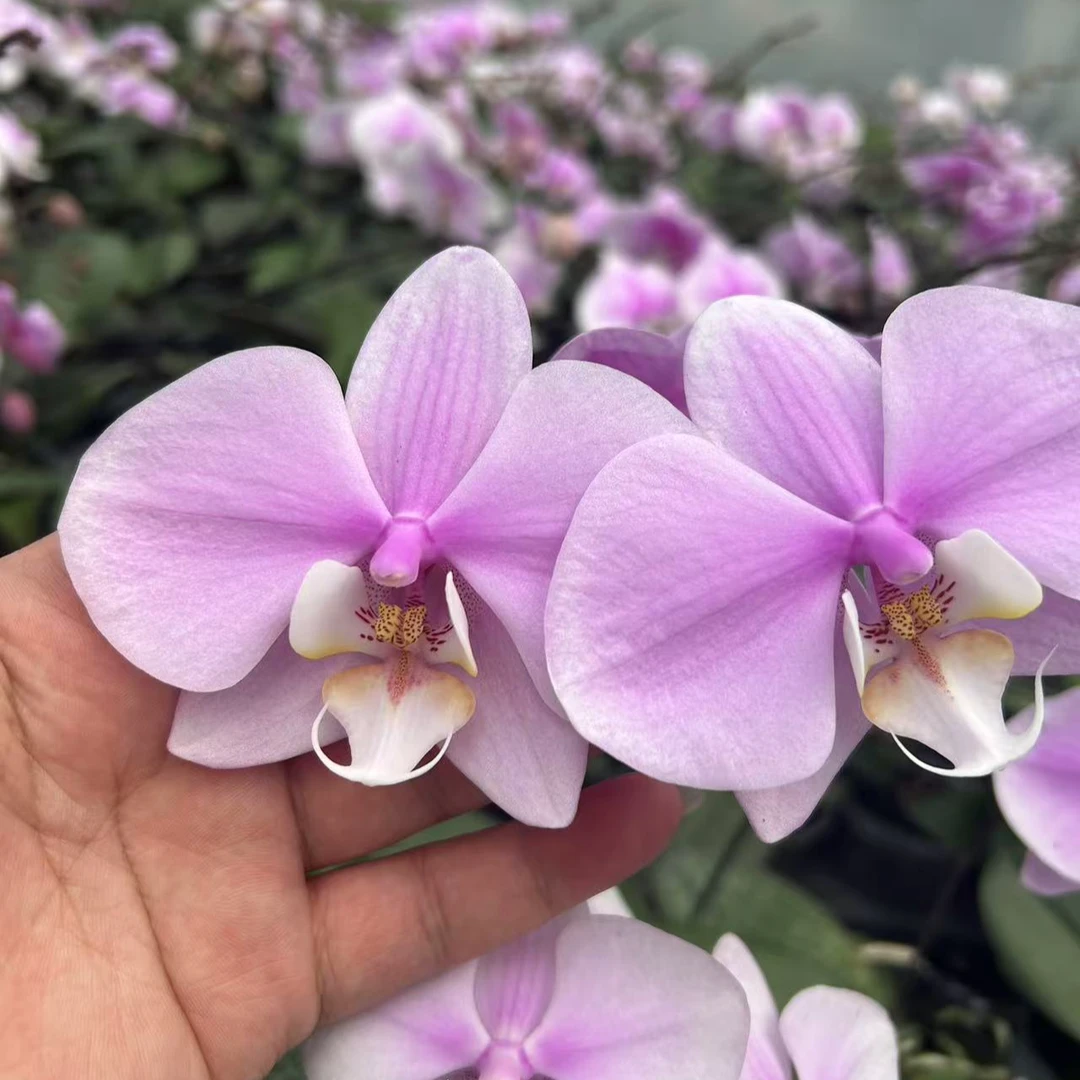 蝴蝶兰奎松产区西蕾丽赏花闻香高端兰花好的养室内盆栽绿植