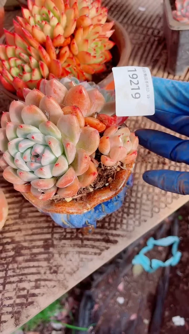 飘跃跃精品多肉19219