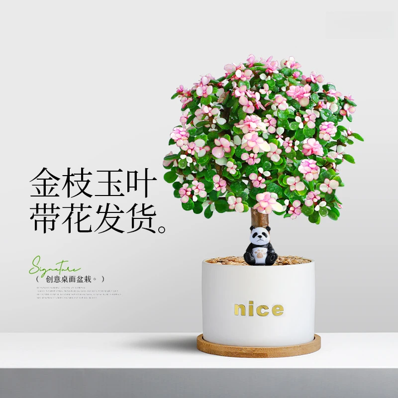 金枝玉叶盆栽室内绿植老桩棒棒糖造型肉肉花卉好养耐旱多肉植物