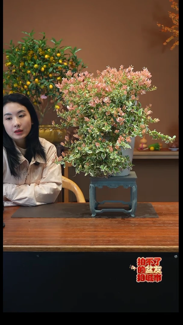 全部花朵少女心盆景盆景盆景