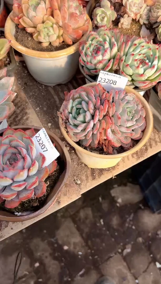 小****呼多肉植物一物一拍23208