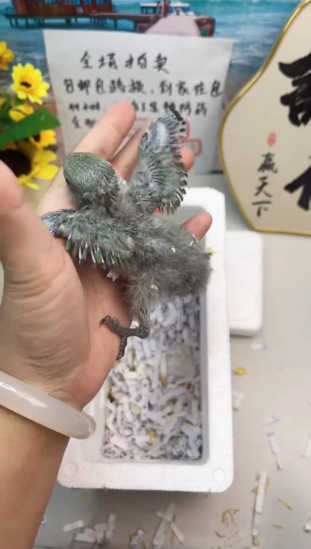 桃脸牡丹鹦鹉牡丹鹦鹉