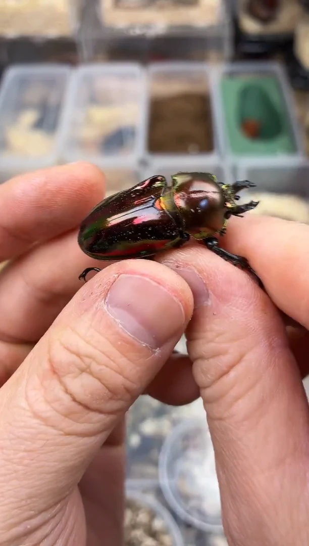 用****8彩虹锹甲母成虫一只