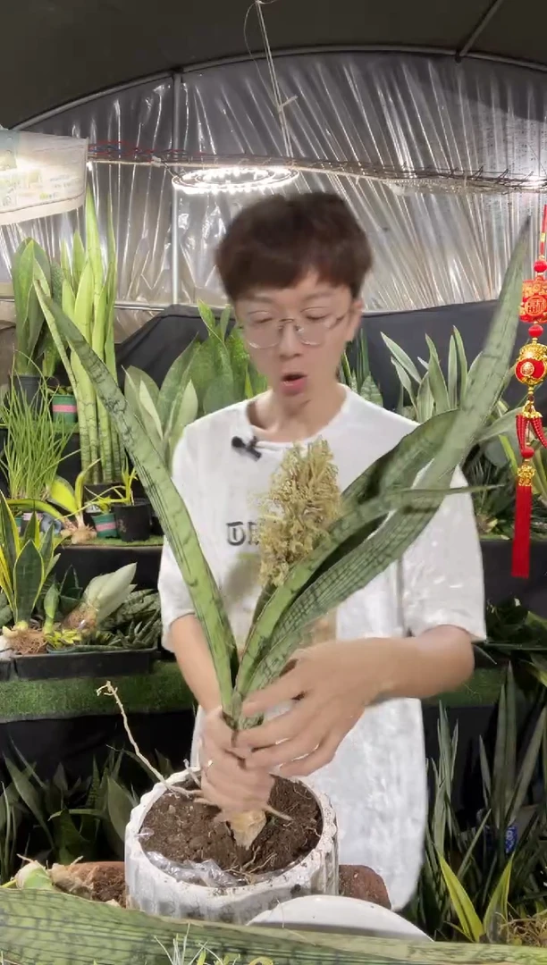 高脚埃及艳后裸根35