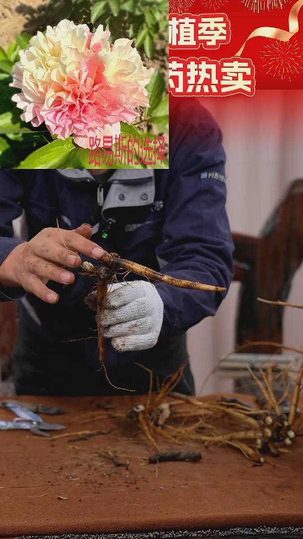 【晚场原颗芍药一物一拍】36号