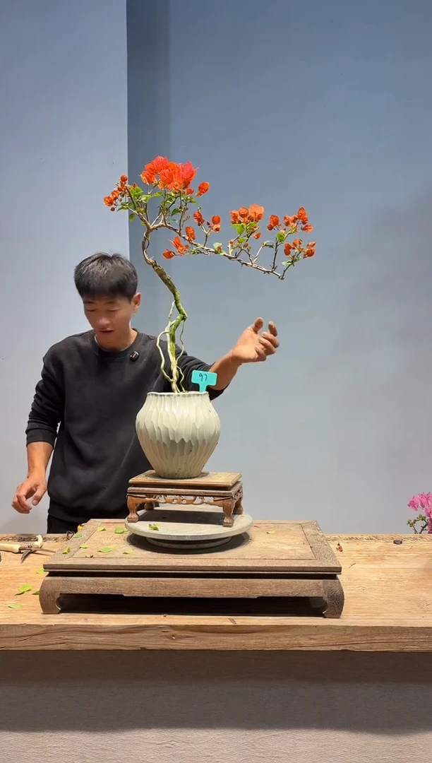 以实际为准三角梅97