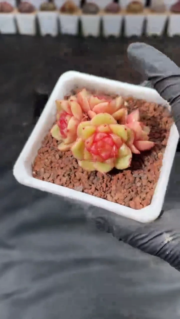 8-1 玉脂群5-6厘米 不包整散 量拍发一颗