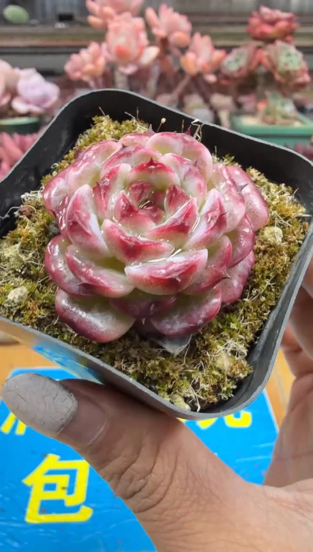 东云多肉园二店-340