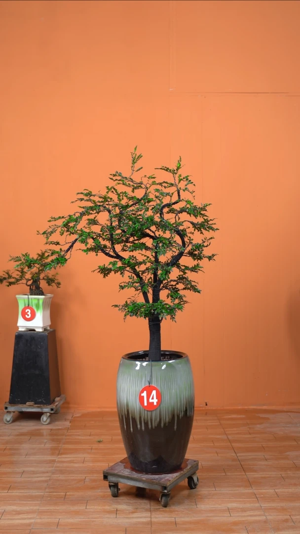 无花朵V****2广东小叶紫檀