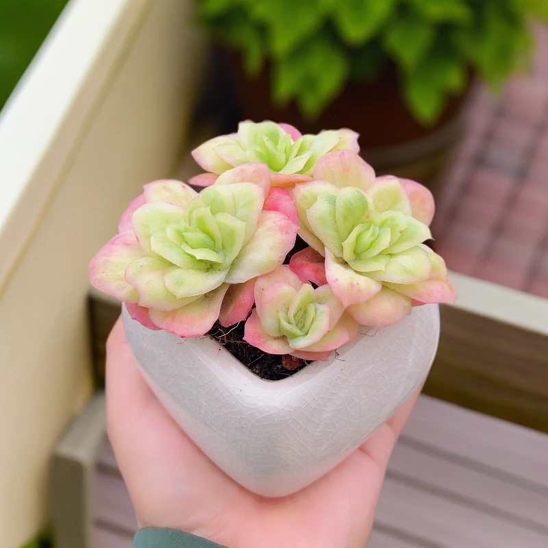 9# 冰玫瑰锦3-4头群生精品多肉盆栽植物精品多肉