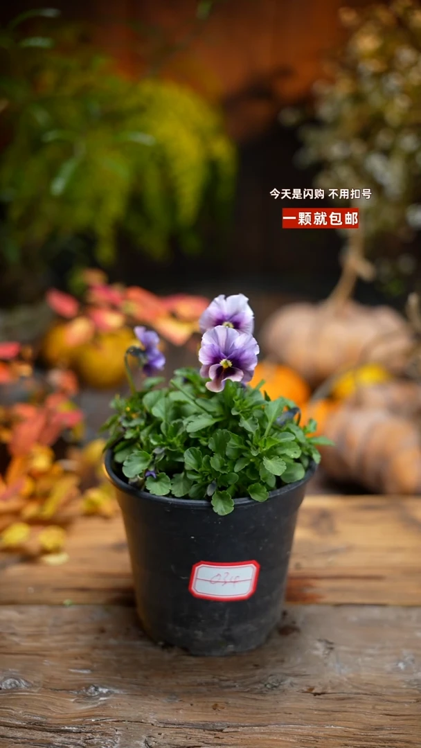 少量花朵（建议范围：2朵-5朵 或40%以下）034